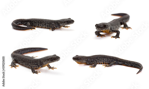 Photo set of great crested newt in isolated on white