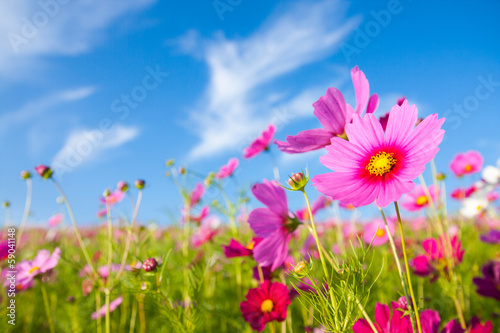 The cosmos flower field