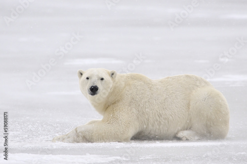 Polar bear lying on ice.