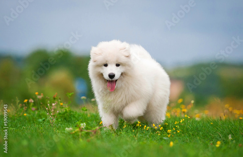 Adorable samoyed puppy on the lawn with flowers