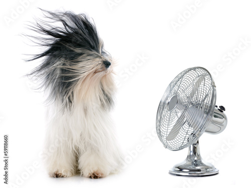 tibetan terrier and fan