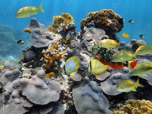 Under water coral and reef fish