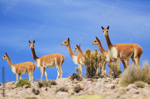 Vicunas