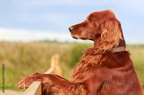 Red irish setter dog