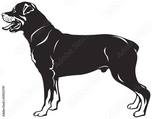 Rottweiler dog breed