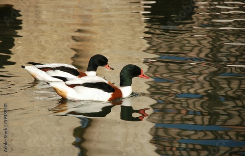 Lago con patos