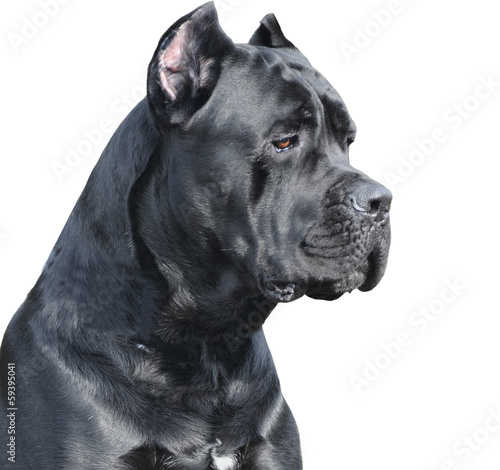 cane corso Italiano