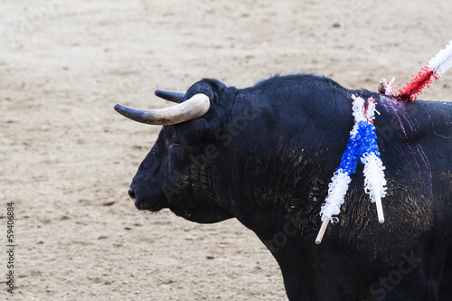 Spanish bulls (toros bravos) in Madrid