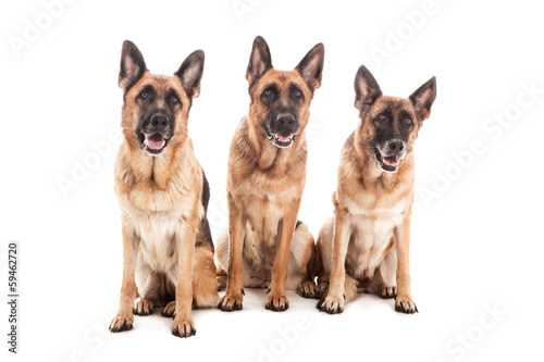 Portrait of three German shepherds