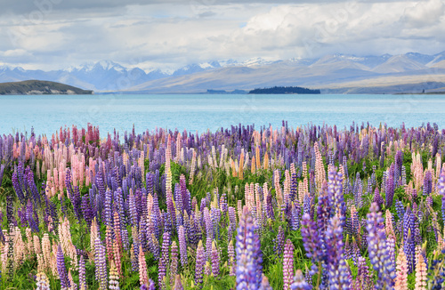 Lupine field lake tekapo