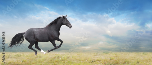 Black horse runs full gallop on field