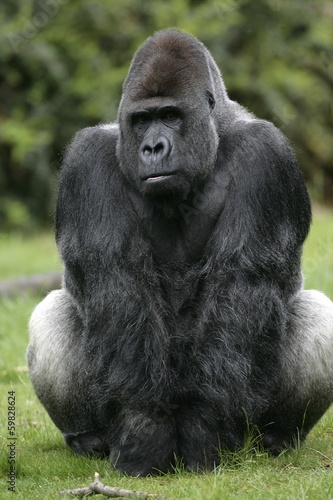 Western lowland gorilla, Gorilla gorilla