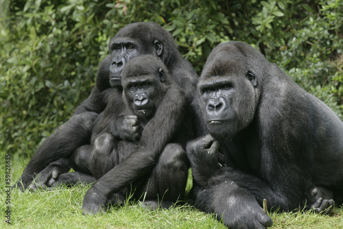 Western lowland gorilla, Gorilla gorilla