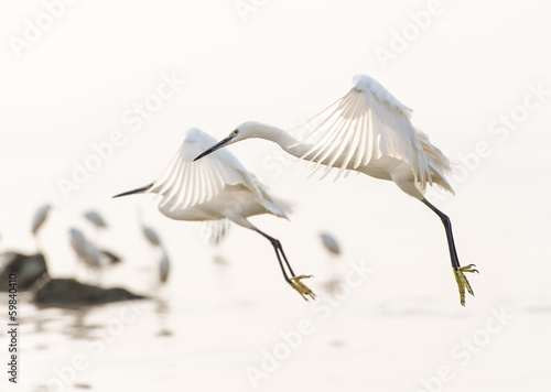 flying egrets