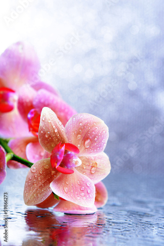 Beautiful blooming orchid with water drops