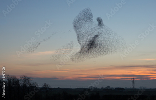 Starlings at Dusk