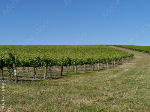 A wine vineyard in spring in the Clare valley