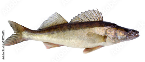 European walleye fish isolated on white background