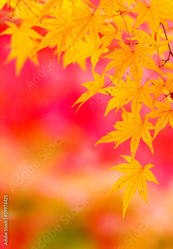 Maple tree in Autumn