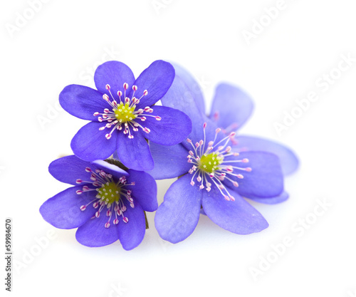 hepatica nobilis isolated on white background