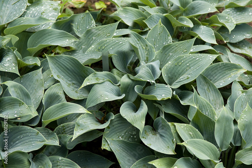 Funkie, Hosta x tardiana, Halcyon