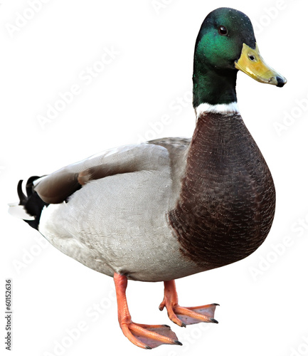 Mallard Duck with clipping path. Colourful mallard duck isolated