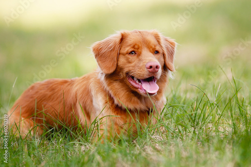 Brown toller dog