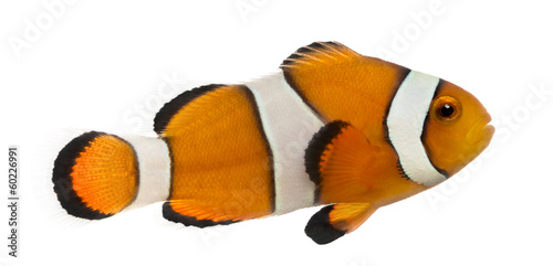 Side view of an Ocellaris clownfish, Amphiprion ocellaris