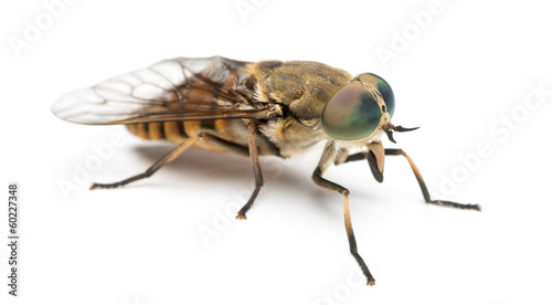 Side view of a Horsefly, Tabanus, isolated on white