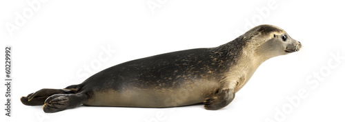 Side view of a Common seal lying, Phoca vitulina, 8 months old
