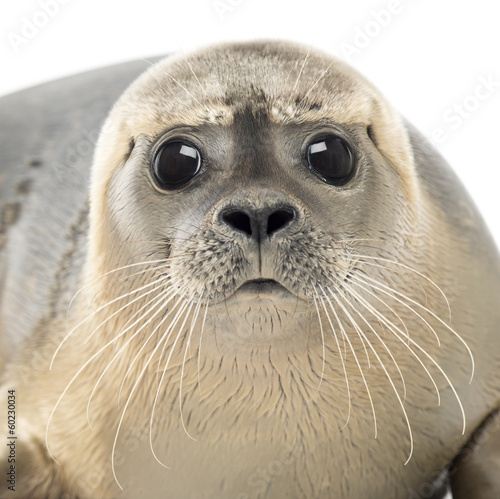 Close-up of a Common seal looking at the camera, Phoca vitulina