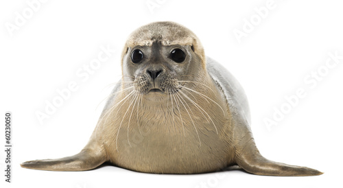 Common seal lying, facing, Phoca vitulina, 8 months old