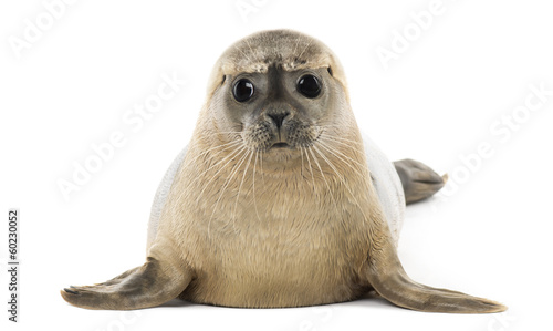 Common seal lying, facing, Phoca vitulina, 8 months old
