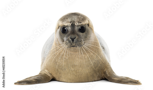Front view of a Common seal lying, facing, Phoca vitulina