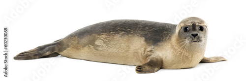 Side view of a Common seal lying, looking at the camera