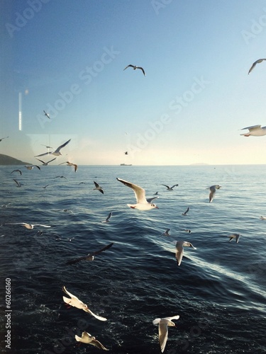 seagulls of istambul 