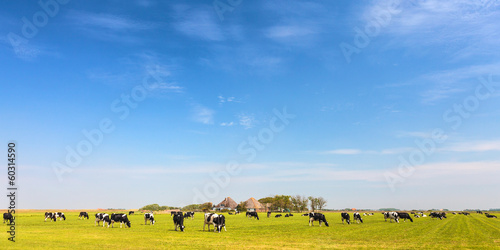 Panoramic image of milk cows on the Dutch island of Texel