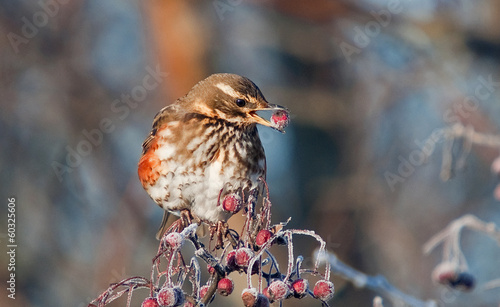 Redwing with red berries