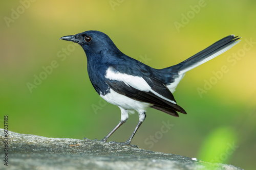 Close up of full adult Oriental Magpie Robin