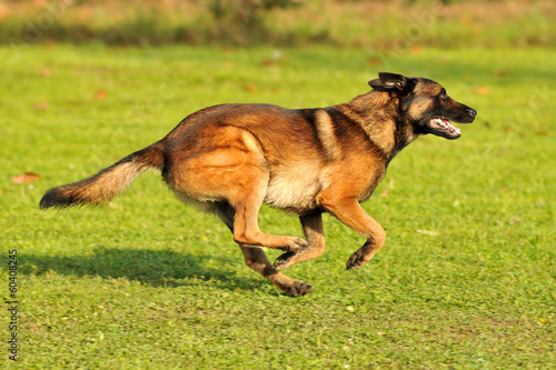 berger belge malinois en ring