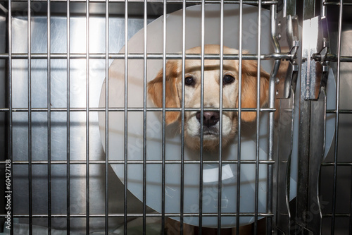 Convalescent dog with Elizabethan collar