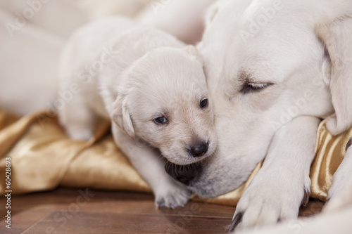 white labrador retriever mother with puppy
