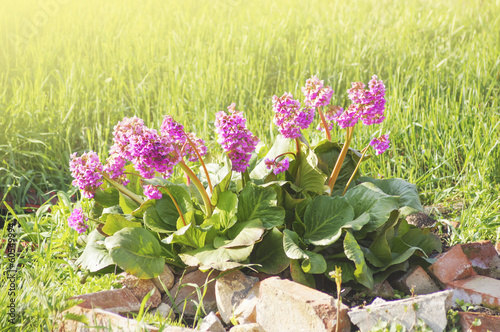 Spring bergenia cordifolia or Elephant ears in sunlight