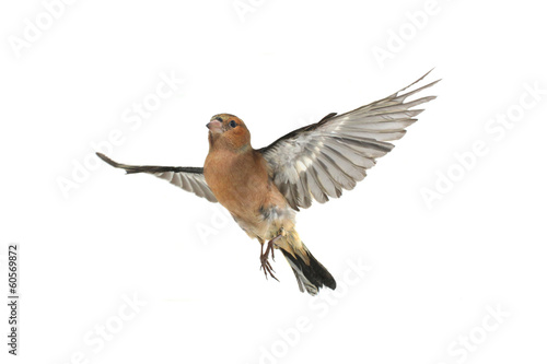 chaffinch