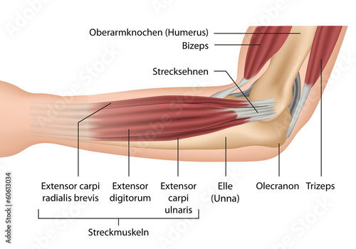Muskeln Unterarm, Anatomie mit Beschreibung, deutsch