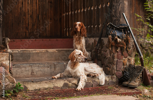 Gun dog near to shot-gun and trophies, horizontal, outdoors