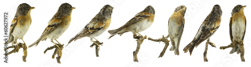 Mountain Finch from Different Angles