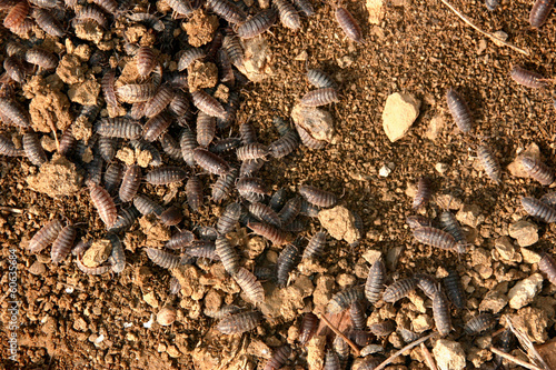 Woodlice on the Earth