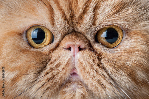 Red persian short hair cat close up portrait.