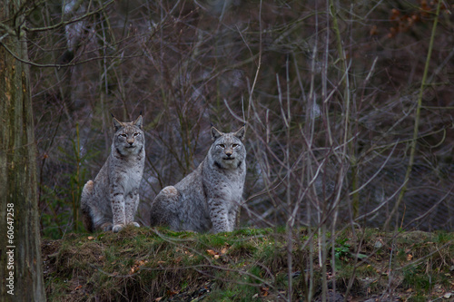 Luchs in seinem Lebensraum